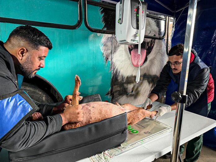 castração sete barras sete barras