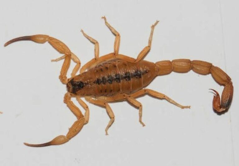 Número de picadas de escorpião cresce em João Pessoa com a chegada do verão