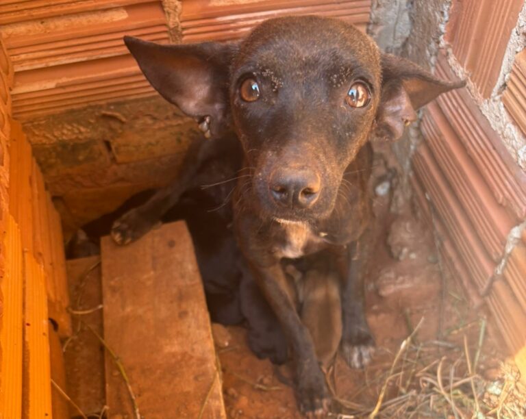 Homem é preso por maus-tratos a animais em Araçatuba