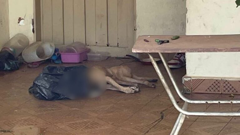 Homem é preso após morte de cão por maus-tratos, em Rio Preto