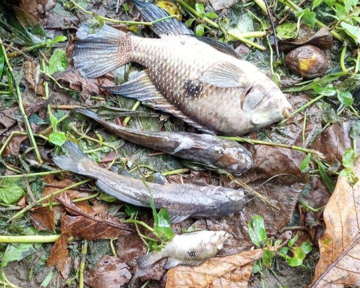 São Sebastião multa Sabesp em R$ 100 mil por contaminação no Rio Maresias