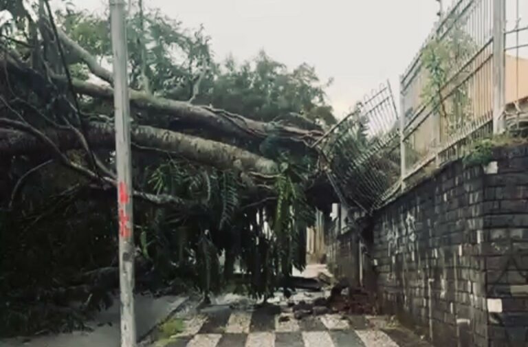 Chuvas e ventos fortes derrubam árvores e danificam casas em Campina Grande