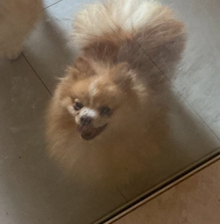 Homem mata cachorro da ex-companheira para se vingar