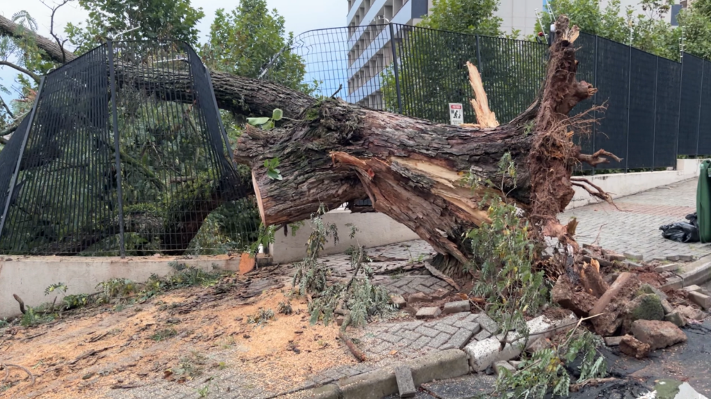 Temporal atinge Campinas: árvores desabam sobre clínica e prédio