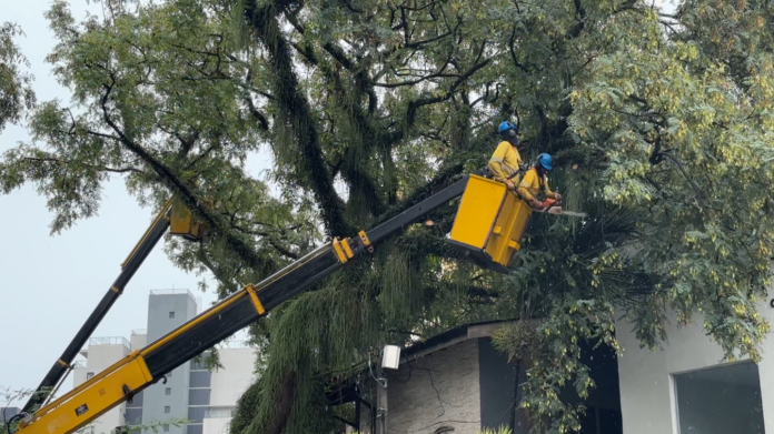 Temporal atinge Campinas: árvores desabam sobre clínica e prédio