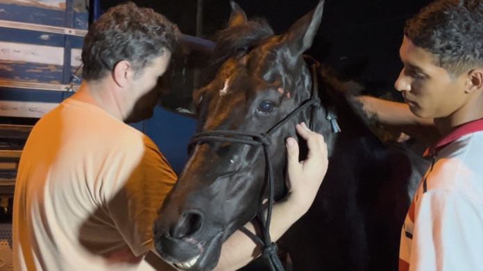 Cavalo com sinais de maus-tratos é resgatado em avenida