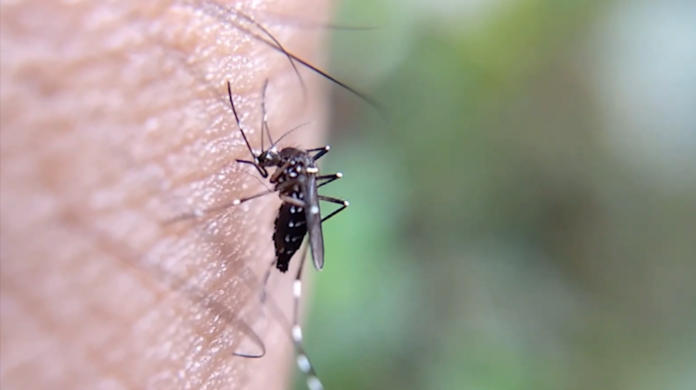 Ação contra dengue vistoria imóveis desocupados em 12 bairros de Campinas