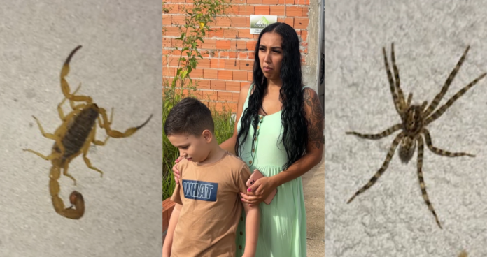 Grávida encontra 19 escorpiões dentro de casa; filho autista já foi picado Grávida encontra 19 escorpiões dentro de casa; filho autista já foi picado