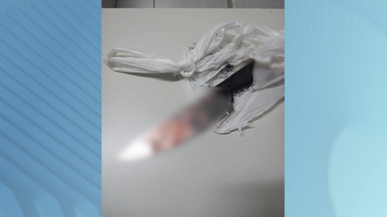 VÍDEO: Homem mata cachorro que comeu planta de maconha