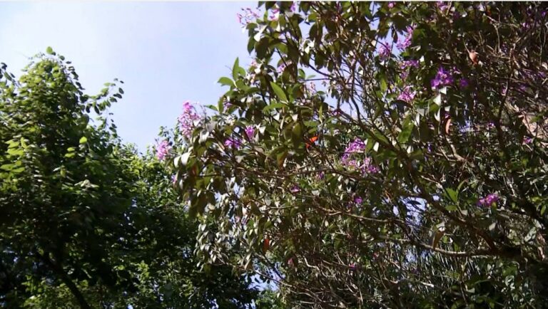 Outono no Brasil começará com características de verão