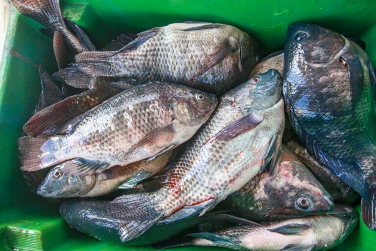 Semana do Pescado da Cecaf acontece de 1º a 4 de abril em João Pessoa