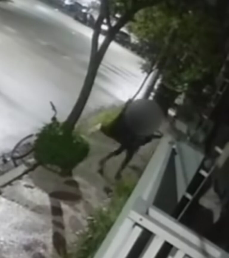 Homem é preso após furtos de calhas em residência na cidade de Santos