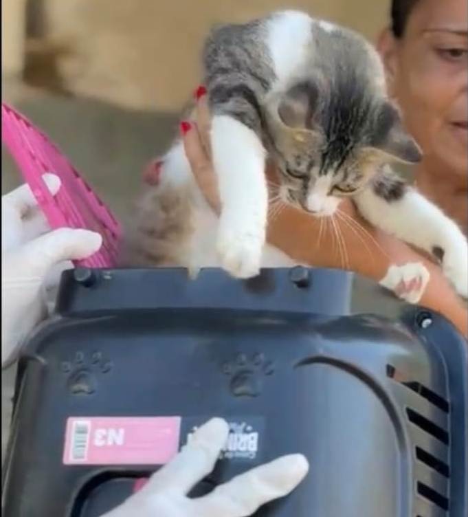 Secupa_resgate-gatos-2