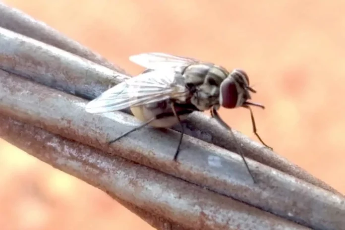 Stomoxys-calcitrans-Mosca-do-Estabulo-Prevencao-Controle