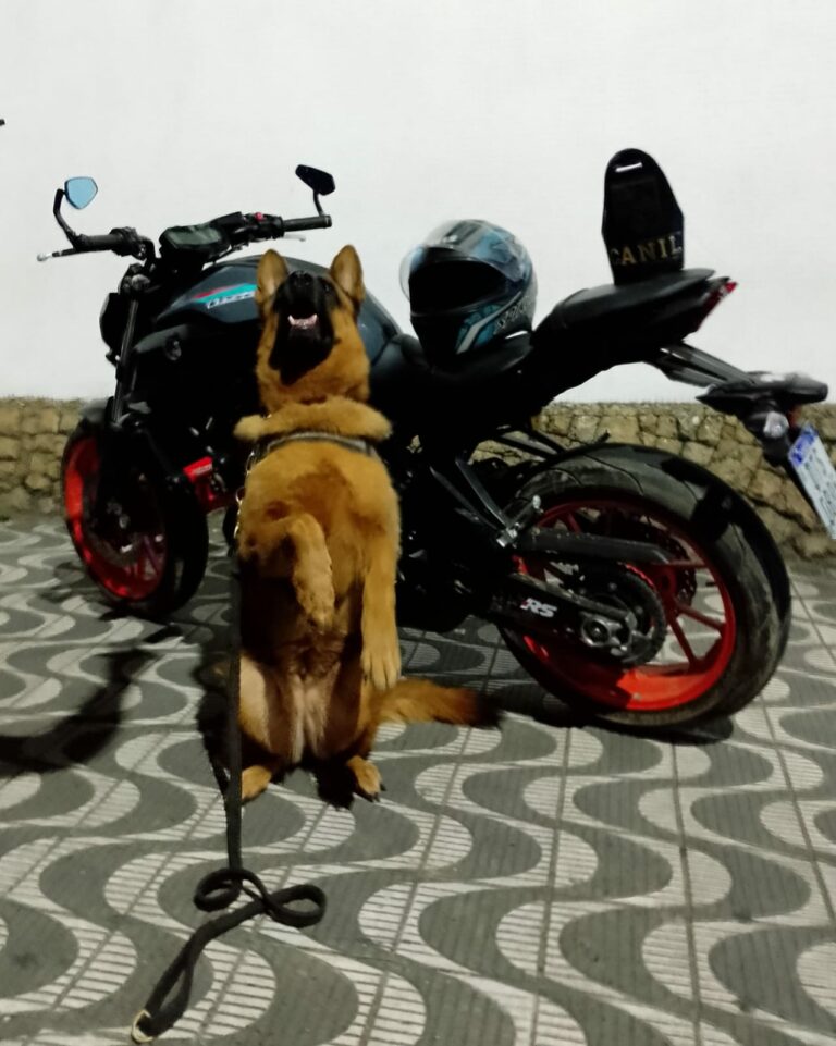 GCM de São Vicente recupera moto furtada