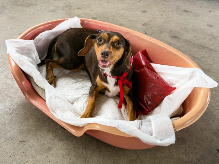 Sete Barras já castrou quase 900 animais na campanha municipal