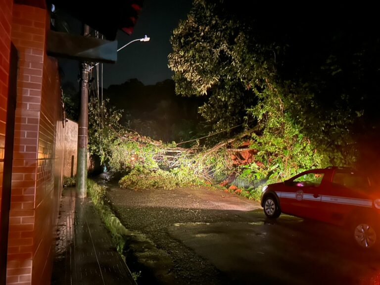 Chuvas causam queda de árvores, interdição de estradas e suspensão de aulas na região