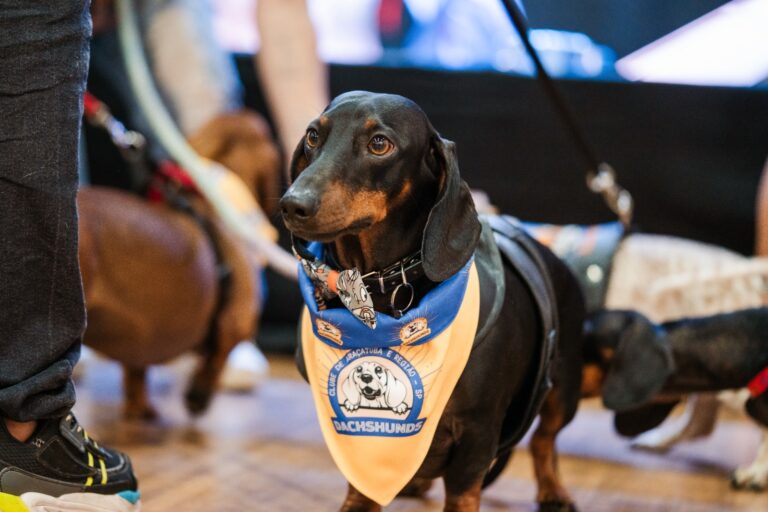 3º Encontro Nacional reúne “salsichinhas” no Shopping Praça Nova Araçatuba