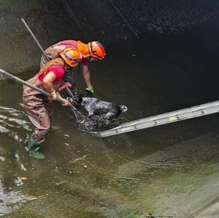Cachorro cai em canal e é resgatado pelos bombeiros na Avenida Perimentral, em Santos