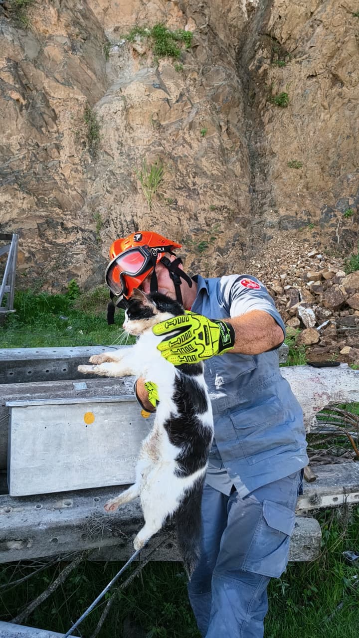 VÍDEO: Bombeiros resgatam gato preso em amontoado de postes em Ilhabela
