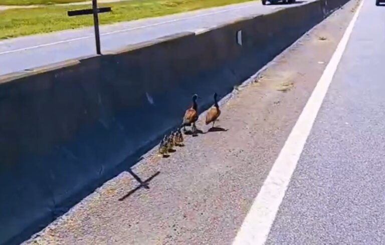 PRF interrompe trânsito na Dutra para travessia de família de patos em Pinda; veja VÍDEO