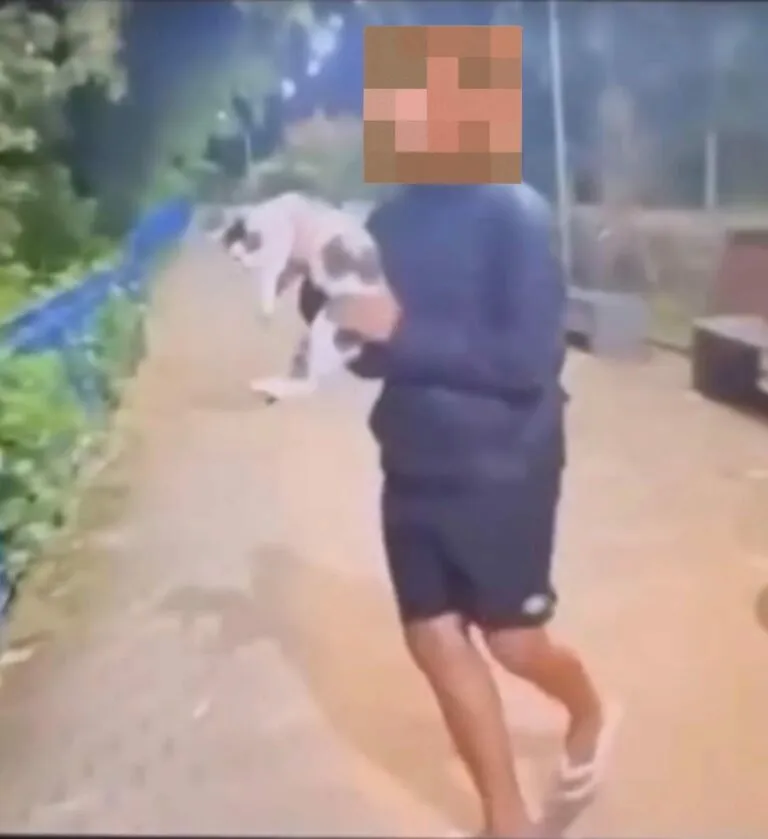 Adolescente é investigado após arremessar gato em rio em São Luiz do Paraitinga