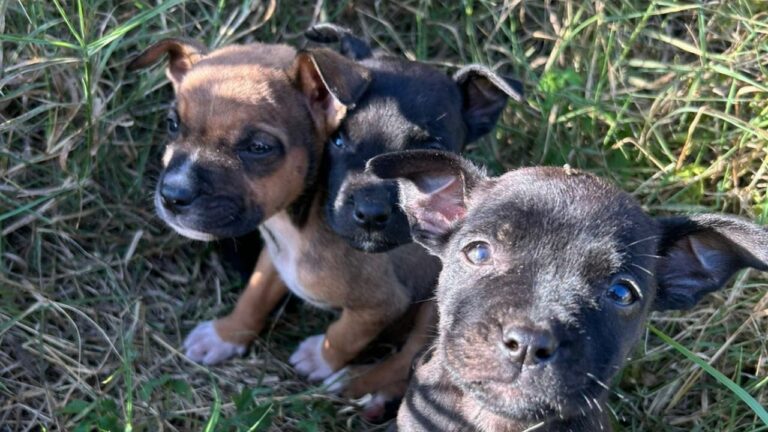 Bem-Estar Animal terá atendimentos e adoção no Jardim Urano