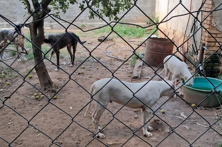 Homem é preso em flagrante por maus-tratos a 17 cães; um animal morreu