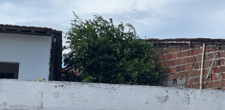 Idoso morre após cair de limoeiro, em Bayeux