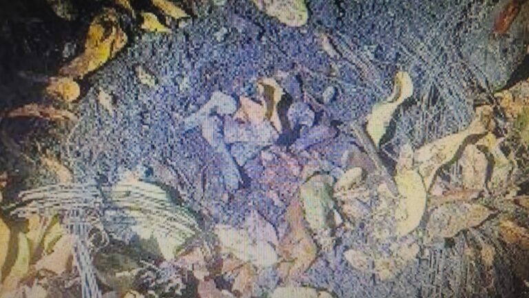 Polícia investiga origem de ossada encontrada em Prudente