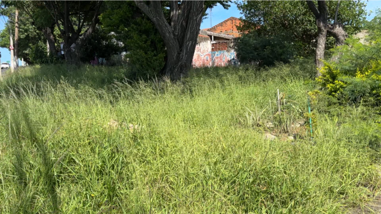 Praça é tomada por mato alto no bairro Castelo Branco