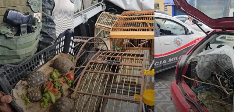 Quatro pessoas são presas por venda ilegal de 116 animais na “Feira do Rolo”, em São Vicente