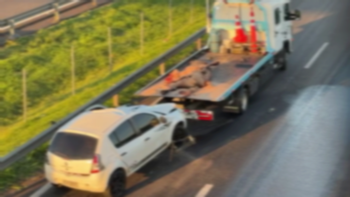 Cavalo morre atropelado na Rodovia Dom Pedro I em Campinas