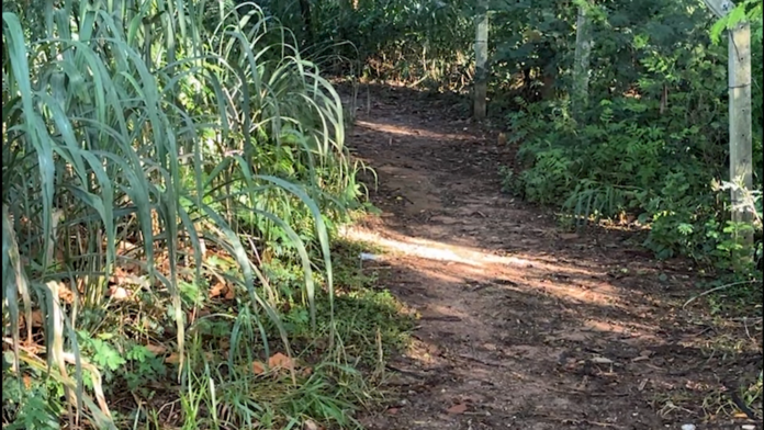 Filha encontra corpo da própria mãe carbonizado em área de mata