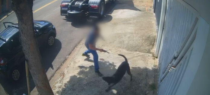 Homem armado aponta revólver para cachorro e ameaça matar animal Homem armado aponta revólver para cachorro e ameaça matar animal