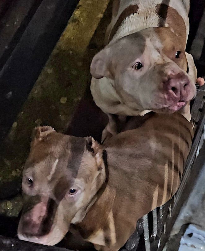 Pitbulls invadem escola estadual durante entrega de merenda
