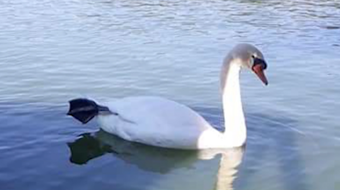 Único cisne dos parques de Campinas desaparece e investigação aponta furto