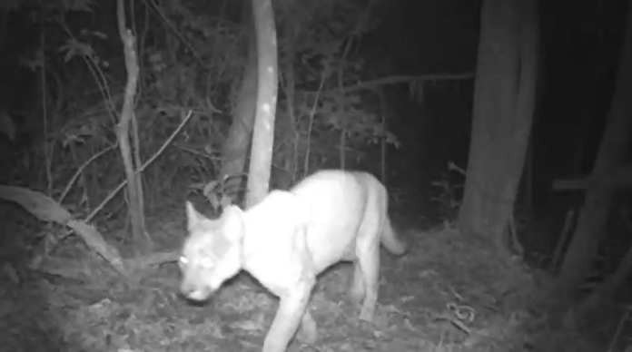 Onça mata cavalo e aparece com filhotes perto de casas