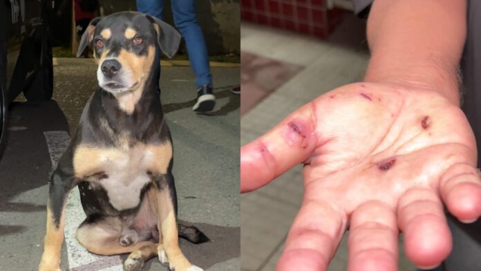 Cão abandonado ataca porteiro e moradores ficam com medo de sair de condomínio