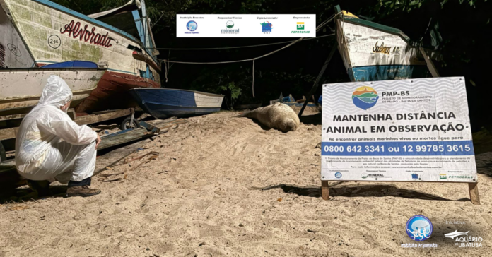 VÍDEO: Elefante-marinho aparece em praia de São Sebastião