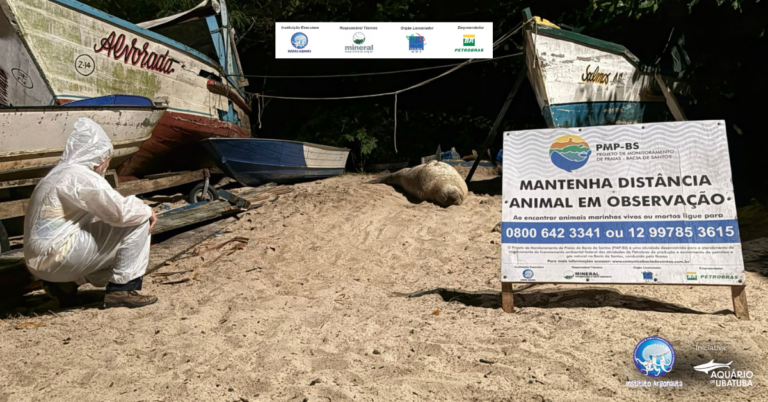 VÍDEO: Elefante-marinho aparece em praia de São Sebastião