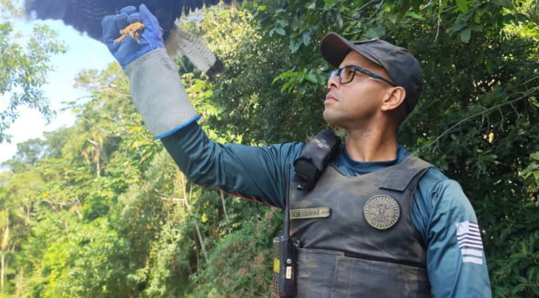 GCM realiza soltura de aves reabilitadas no Guarujá