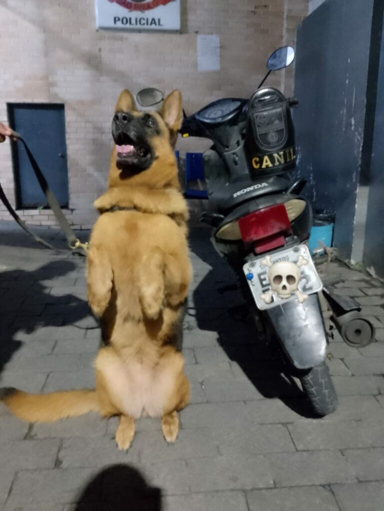 Homem é preso com auxílio do Canil da GCM por roubo de moto em São Vicente