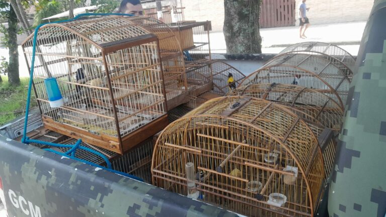 GCM Ambiental apreende aves que eram mantidas em cativeiro no litoral