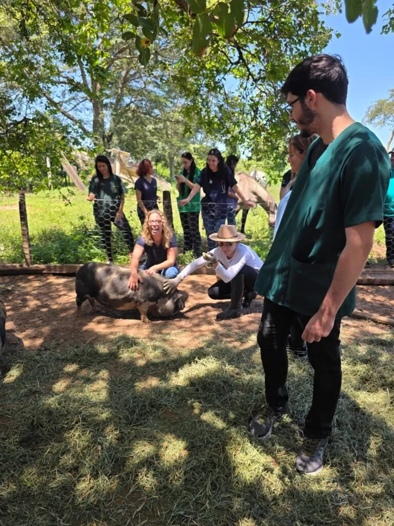 Veterinária do UniSALESIANO devolve mobilidade a porca de 350 kg