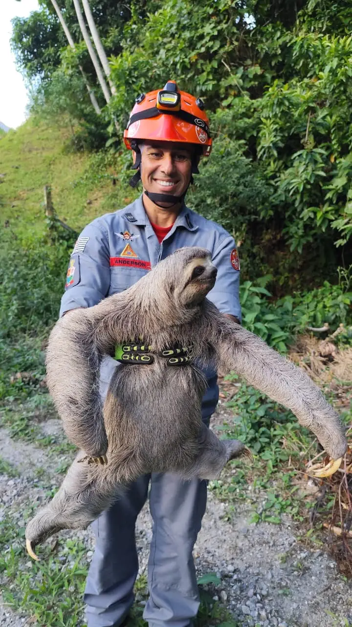 Bombeiros resgatam bicho-preguiça em área urbana de Caraguatatuba