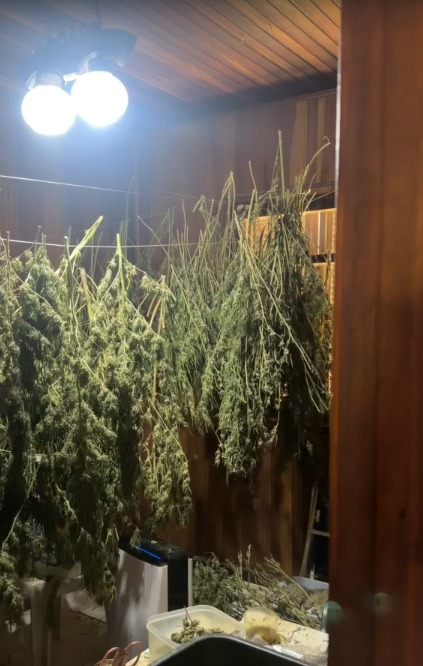 PM Ambiental descobre plantação com mais de 320 pés de maconha em Paraibuna
