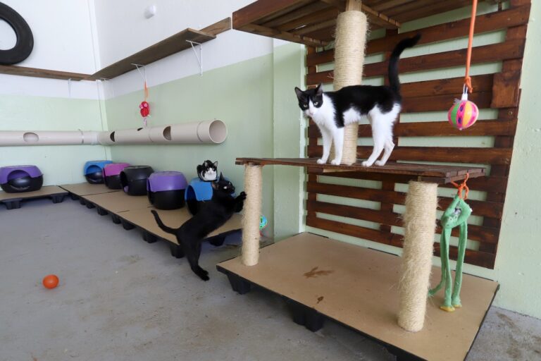 Obras para melhorar atendimento aos animais resgatados avançam em Campinas