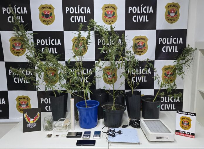 Polícia Civil apreende plantação de maconha e prende suspeito em São José