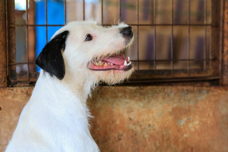 Prefeitura lança perfil no Instagram para divulgar animais e incentivar adoções na cidade; mais de 150 pets estão disponíveis